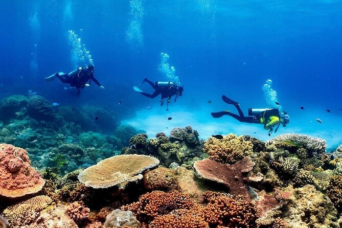 Cairns: Tandem Skydive Experience over Reef & Rainforest - Price and Photos: The Real Cost of the Souvenir